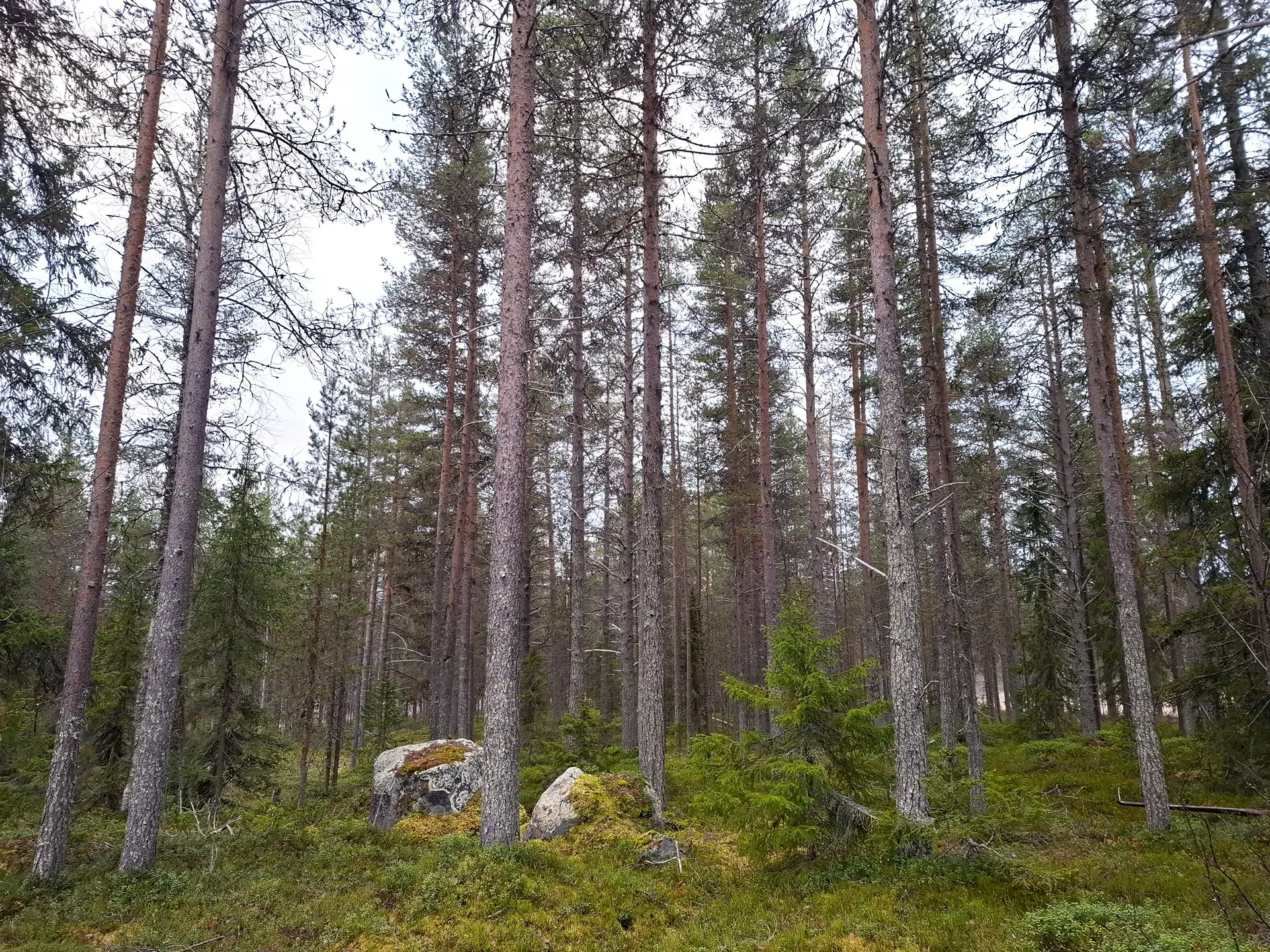 Aroharju 732-405-3-7 ja Sallan yhteismetsäosuus 1