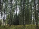 MIKKOLA 848-410-31-6 ja KOLMIO 848-410-31-7 Säkäniemi 1