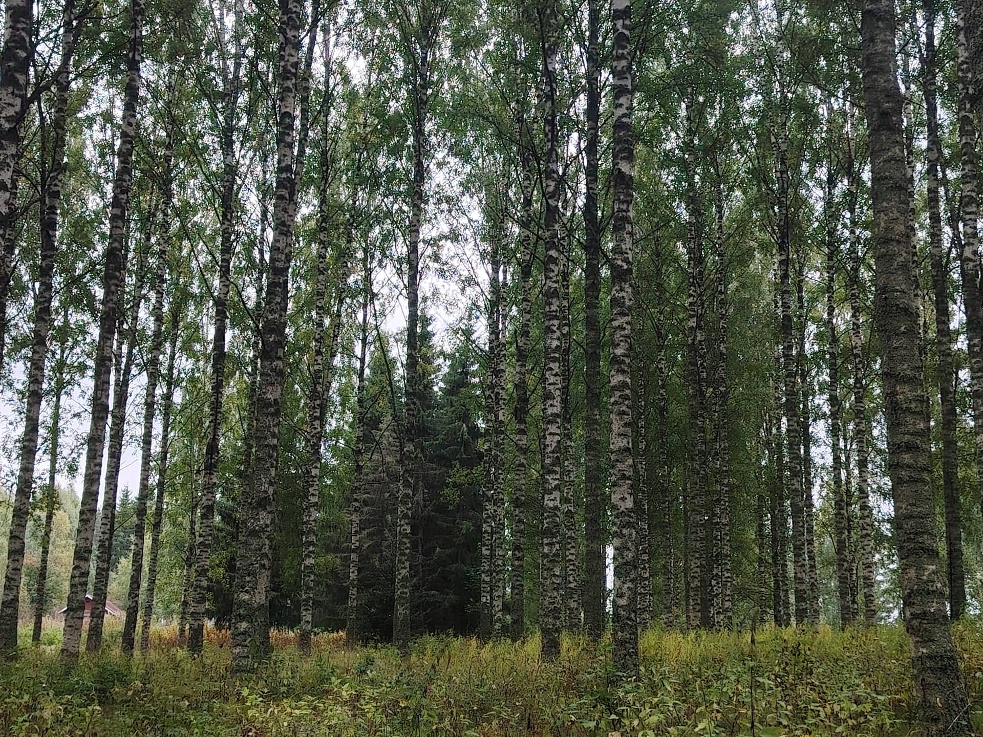 MIKKOLA 848-410-31-6 ja KOLMIO 848-410-31-7 Säkäniemi 1