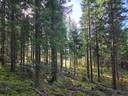 Puumala, Korpijoki 623-440-4-23, 42,87 ha 1