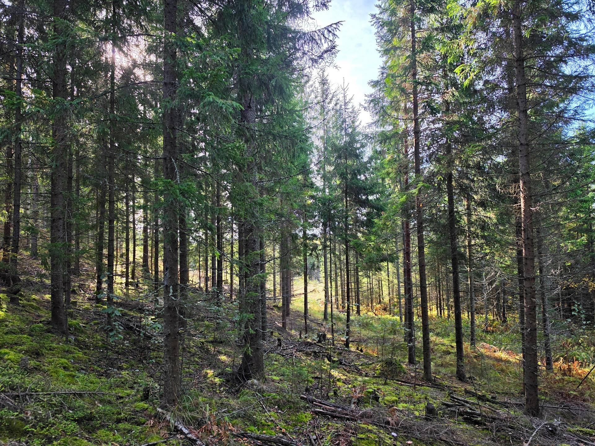 Puumala, Korpijoki 623-440-4-23, 42,87 ha 1
