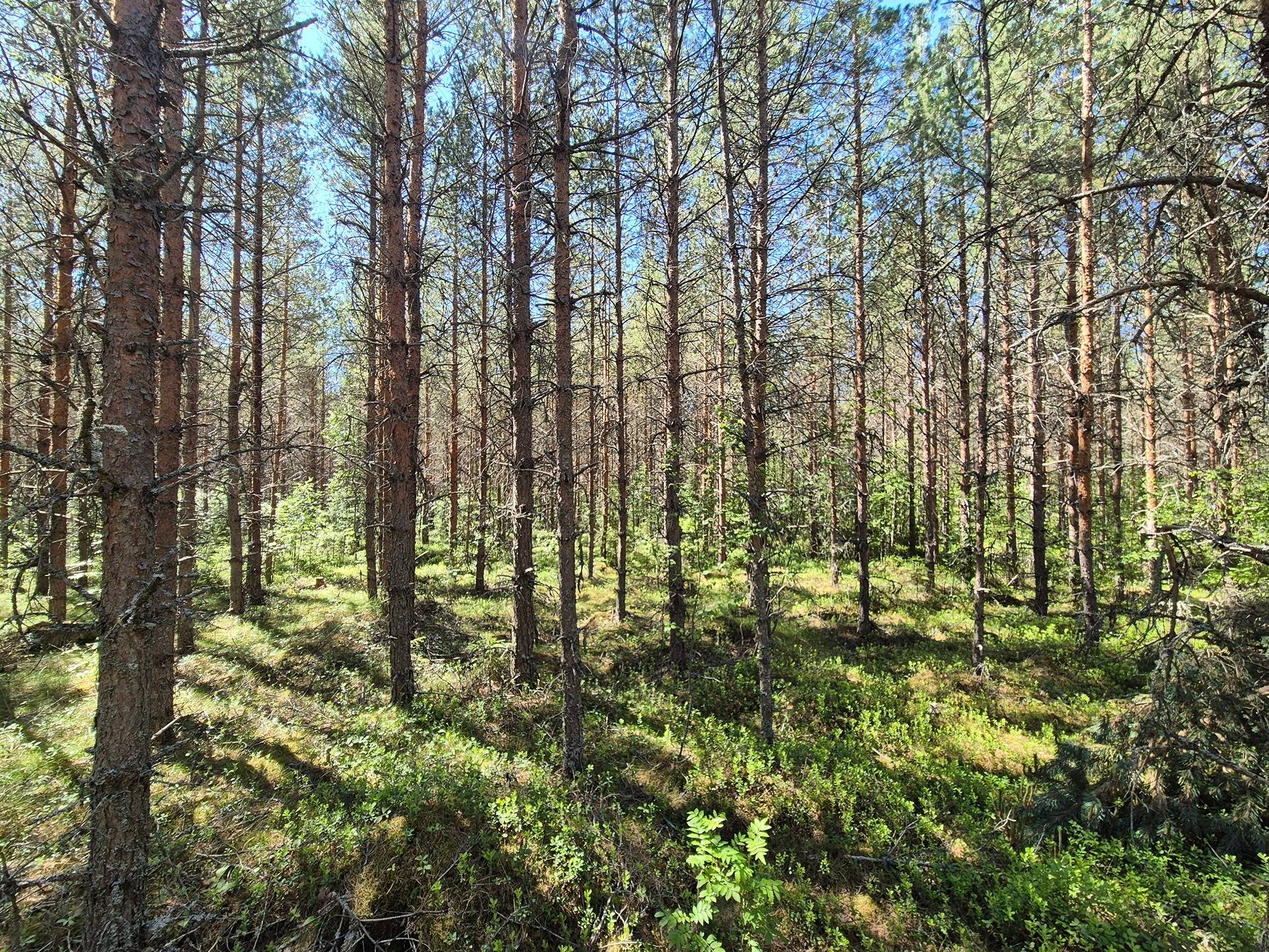 RANTAHOLMA 13:99, RINTAHOLMA 13:98 määräala ja YLIHOLMA 13:97 määräala 1