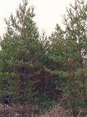 Metsätila: 5,367 ha; Järvimaa; 50-436-13-149, Eura, Panelia, Peltomaantie. 1