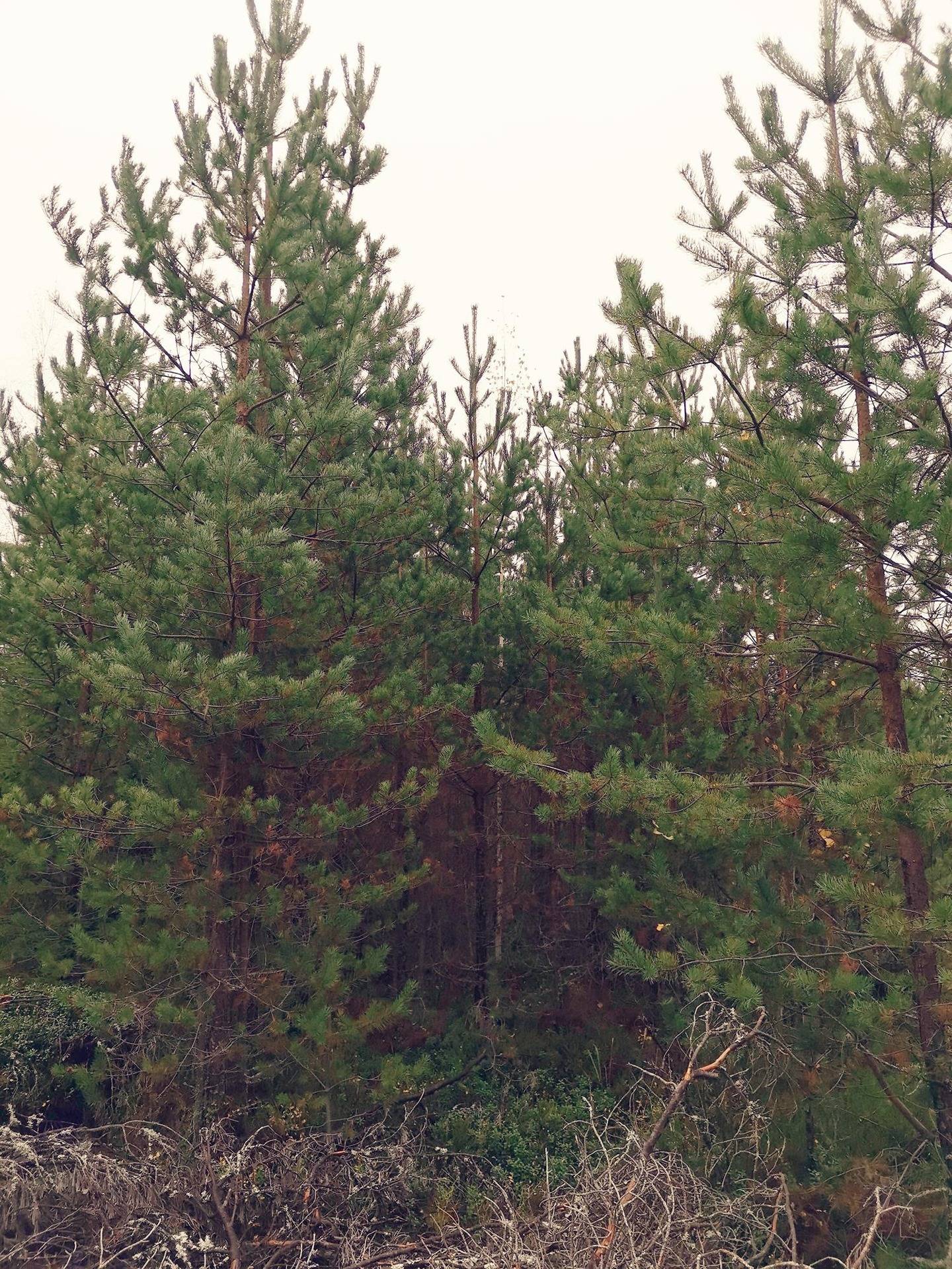 Metsätila: 5,367 ha; Järvimaa; 50-436-13-149, Eura, Panelia, Peltomaantie. 1