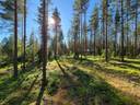 YLIHOLMA 13:97, RINTAHOLMA 13:98, RANTAHOLMA 13:99 määräala ja RINTAKYTÖ 13:105 1
