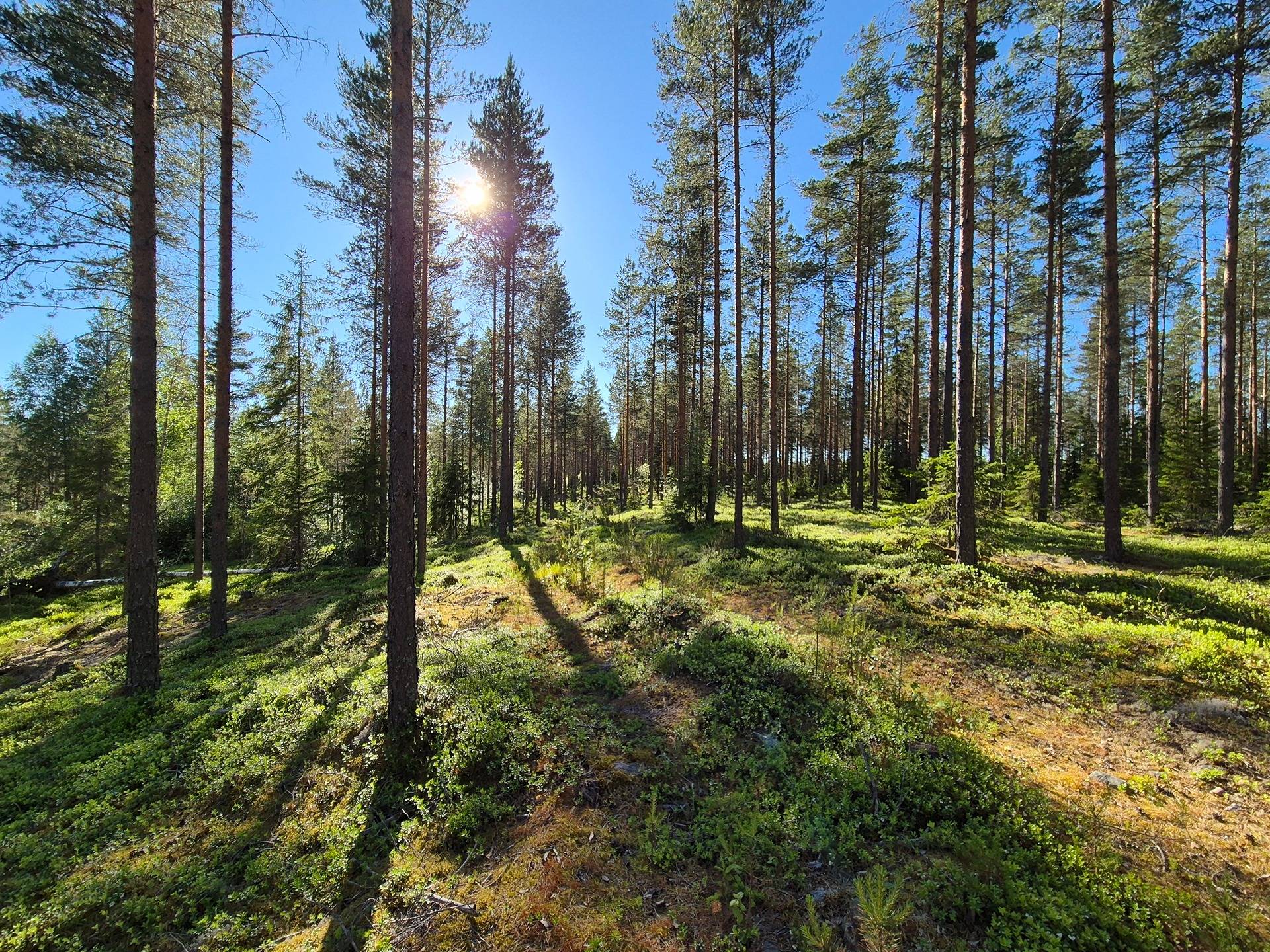 YLIHOLMA 13:97, RINTAHOLMA 13:98, RANTAHOLMA 13:99 määräala ja RINTAKYTÖ 13:105 1