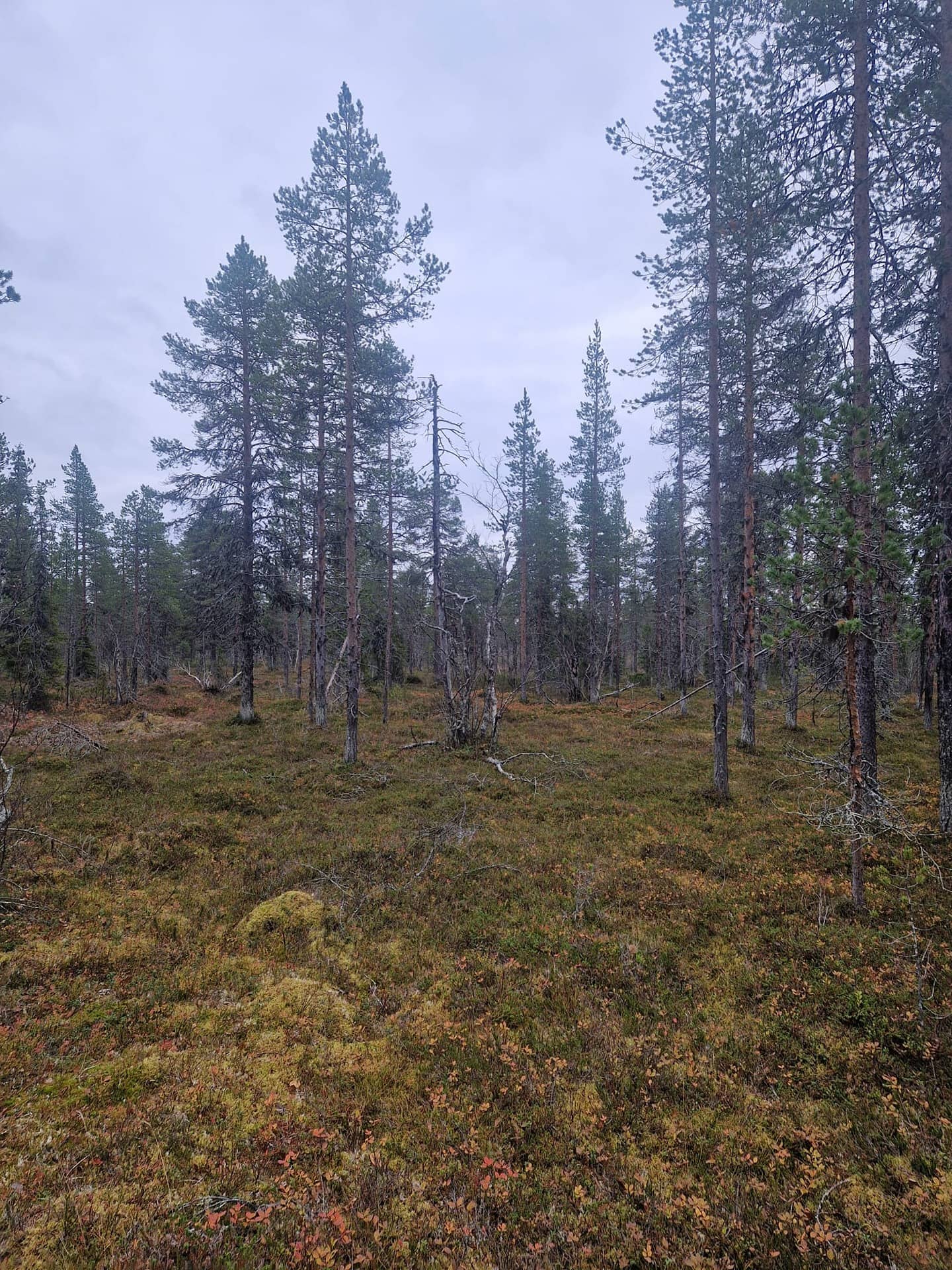 Koskenranta 261-410-6-42 1