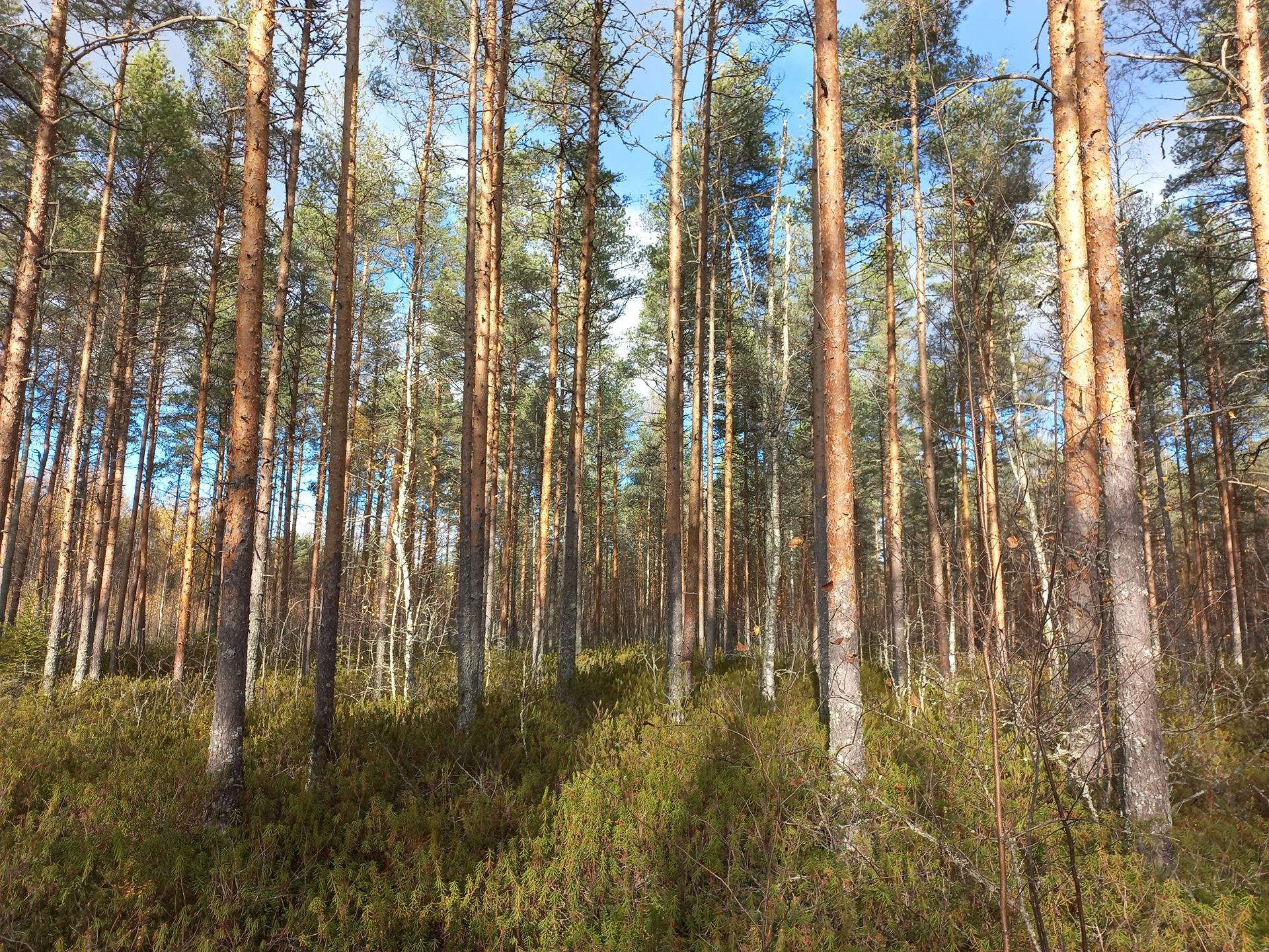 Rintala, Lustila 1