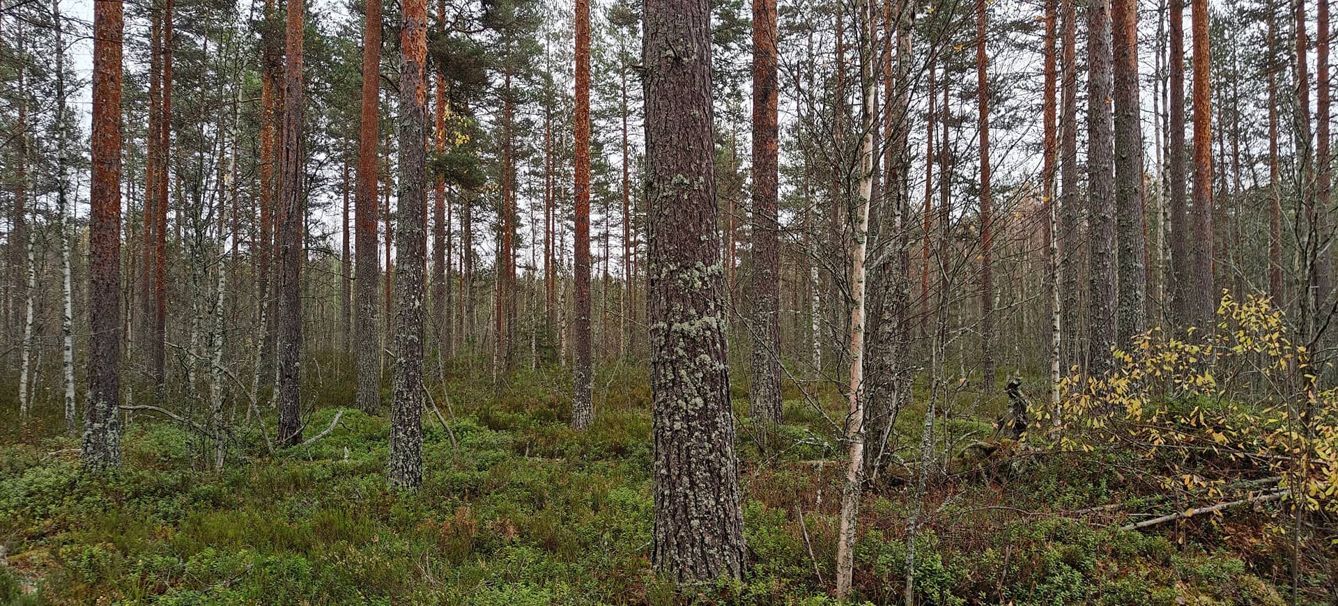 Alavus, RANTALA 10-404-26-2 ja LEPISTÖ 10-404-26-13 1