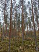 Jalasjärvi Metsävainio 164-403-25-6 1