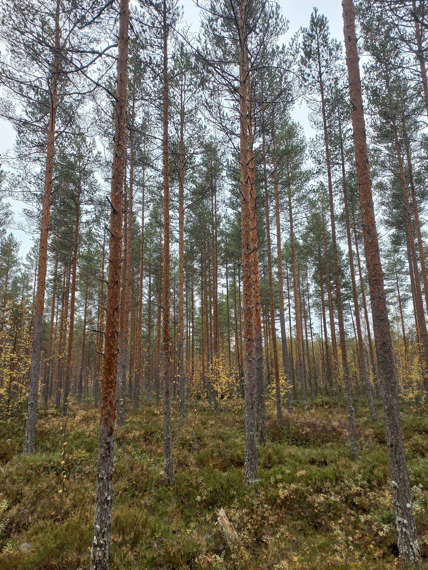 Jalasjärvi Metsävainio 164-403-25-6 1