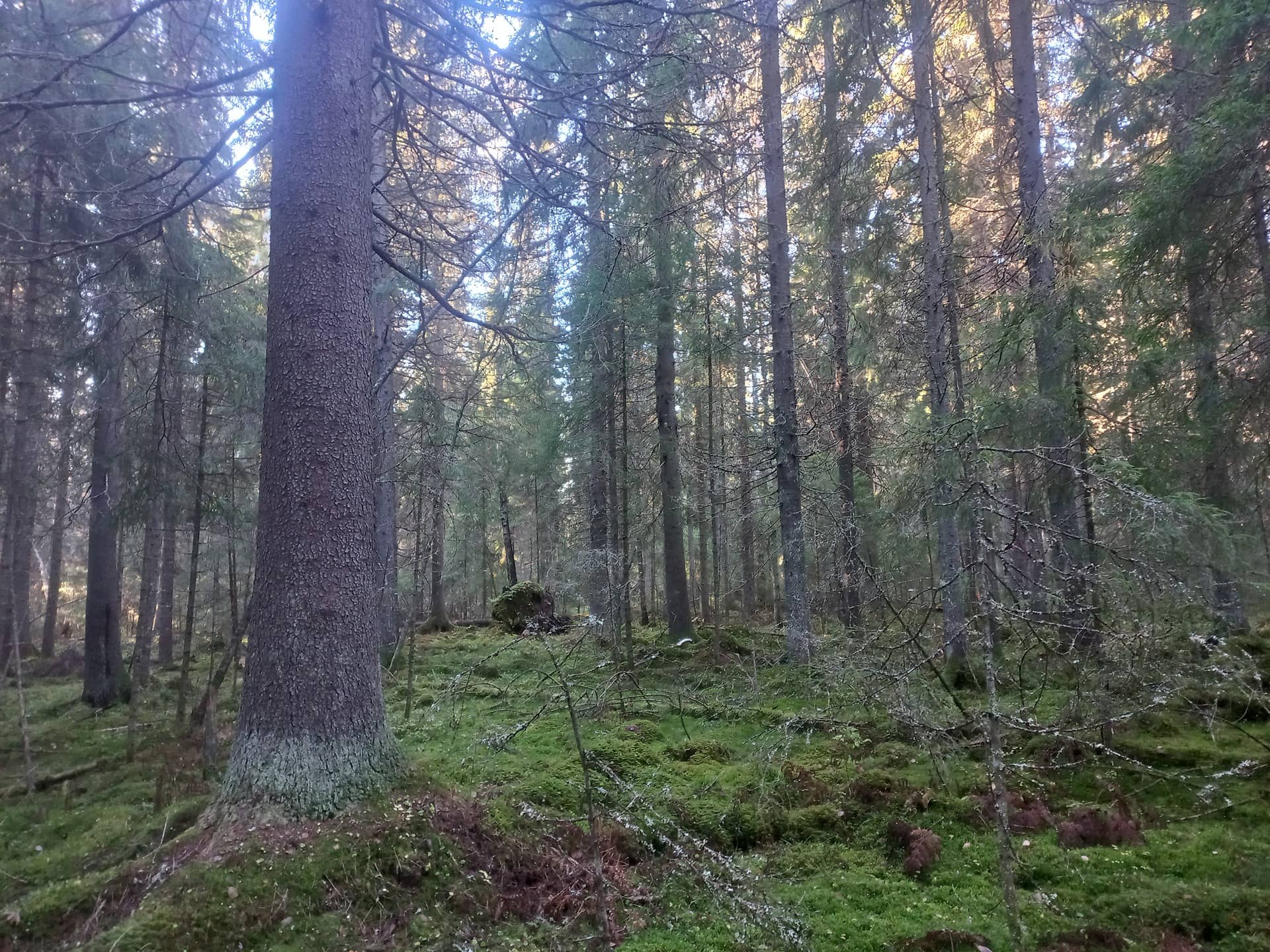 Ilmajoki Rintaojala 145-414-1-143 (määräala) 1