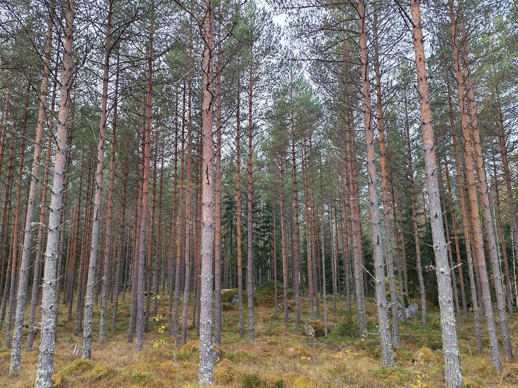 Perämetsä 75-415-4-112 1