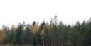 Metsätila Lohkomäki 12:46 1