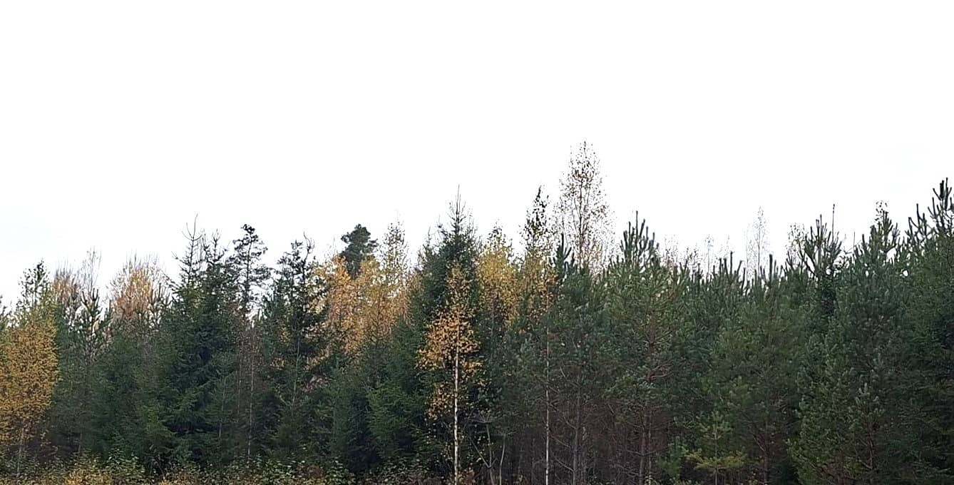 Metsätila Lohkomäki 12:46 1
