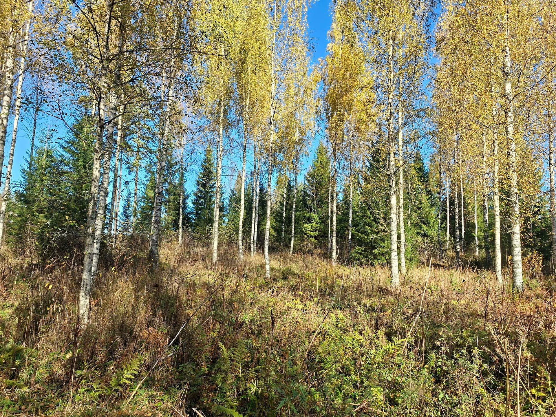 Metsätilat Kuusijärvi 1