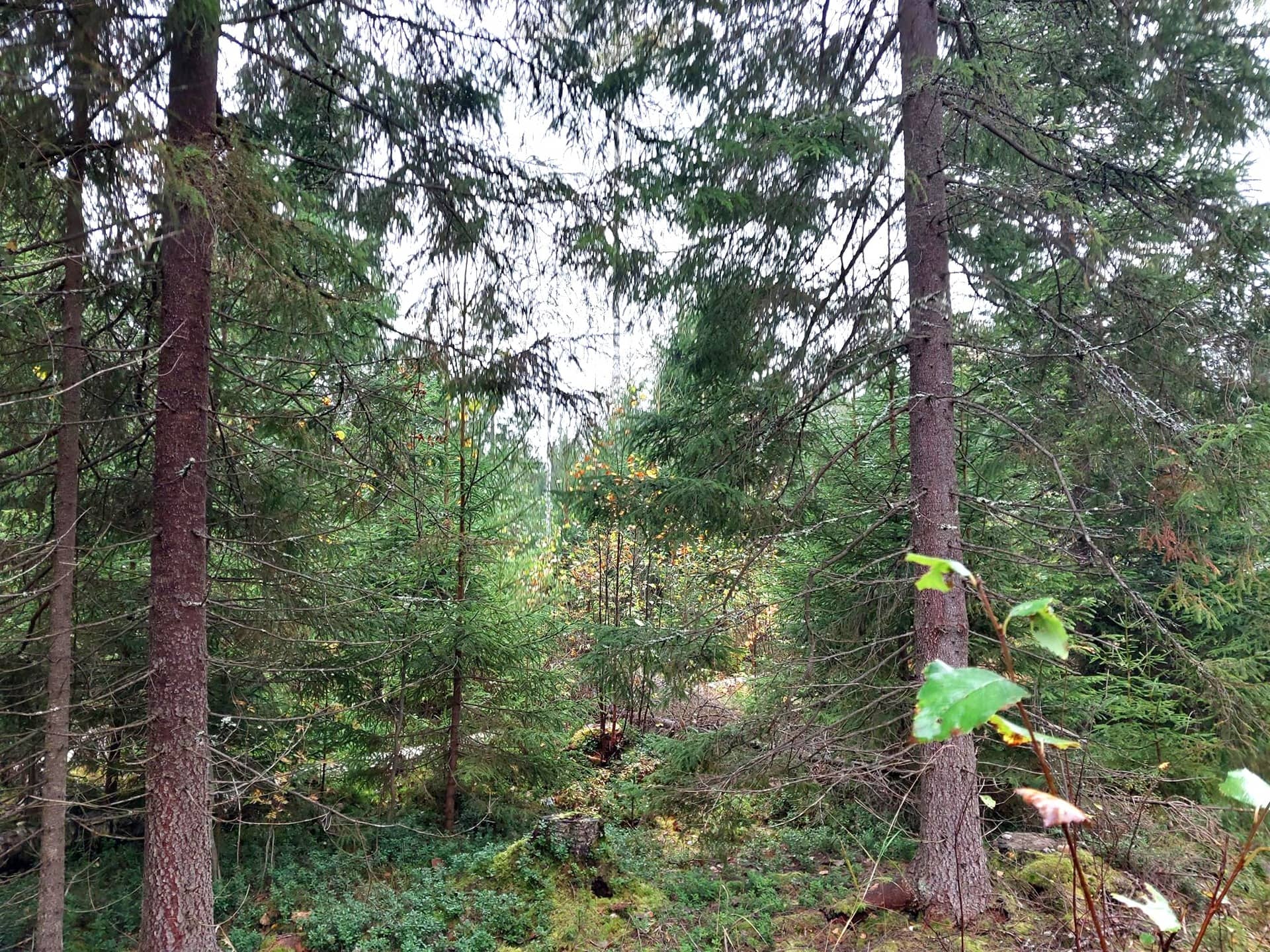 MUTALA, 491-451-12-11, n.1,48 ha:n määräala tilasta Väliaho 491-451-12-26 1