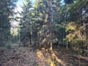 Metsätila Tylsänsaari 2:50 1
