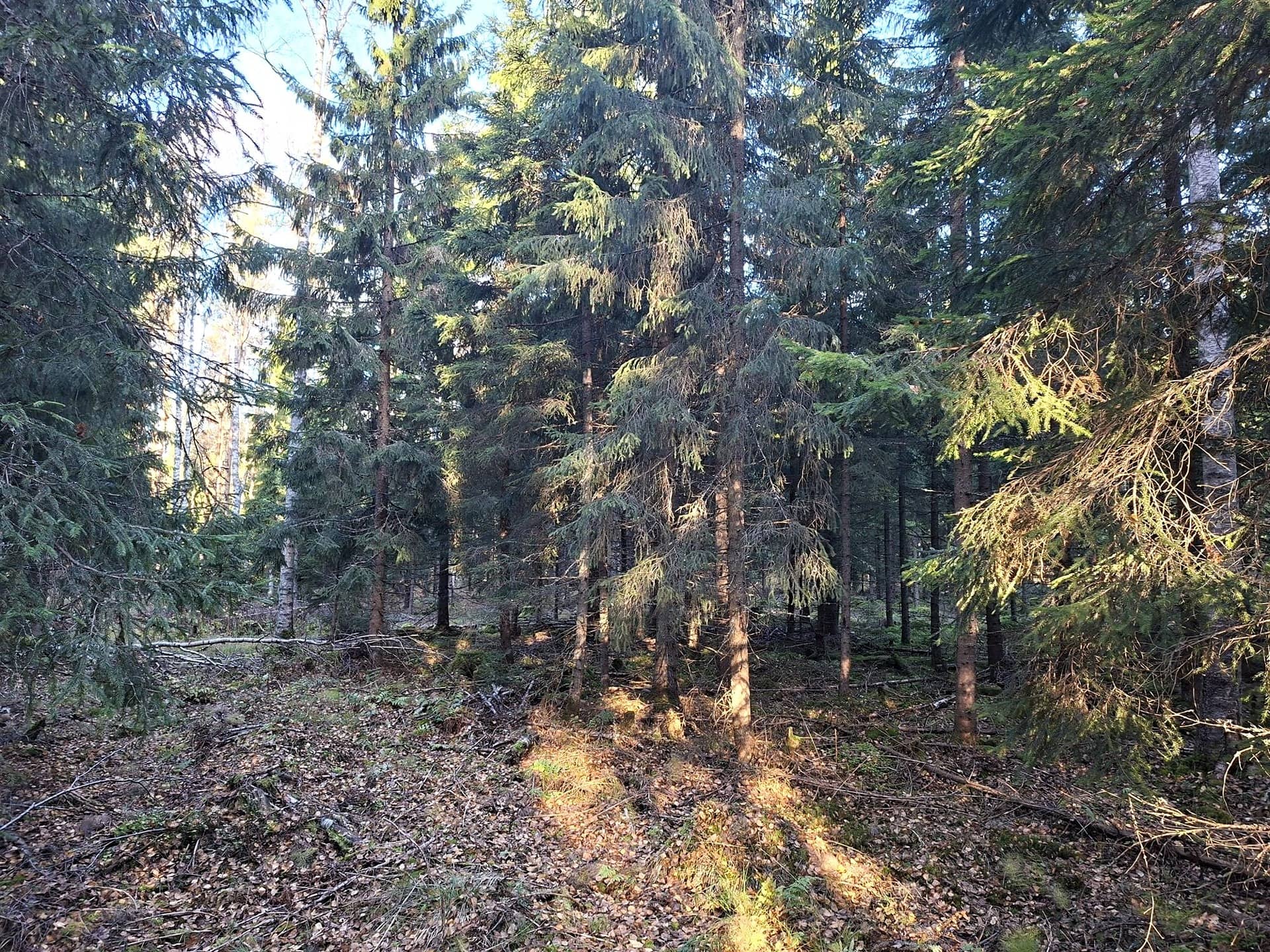 Metsätila Tylsänsaari 2:50 1