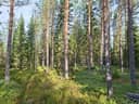 Metsätila Välikangas 2:2 1