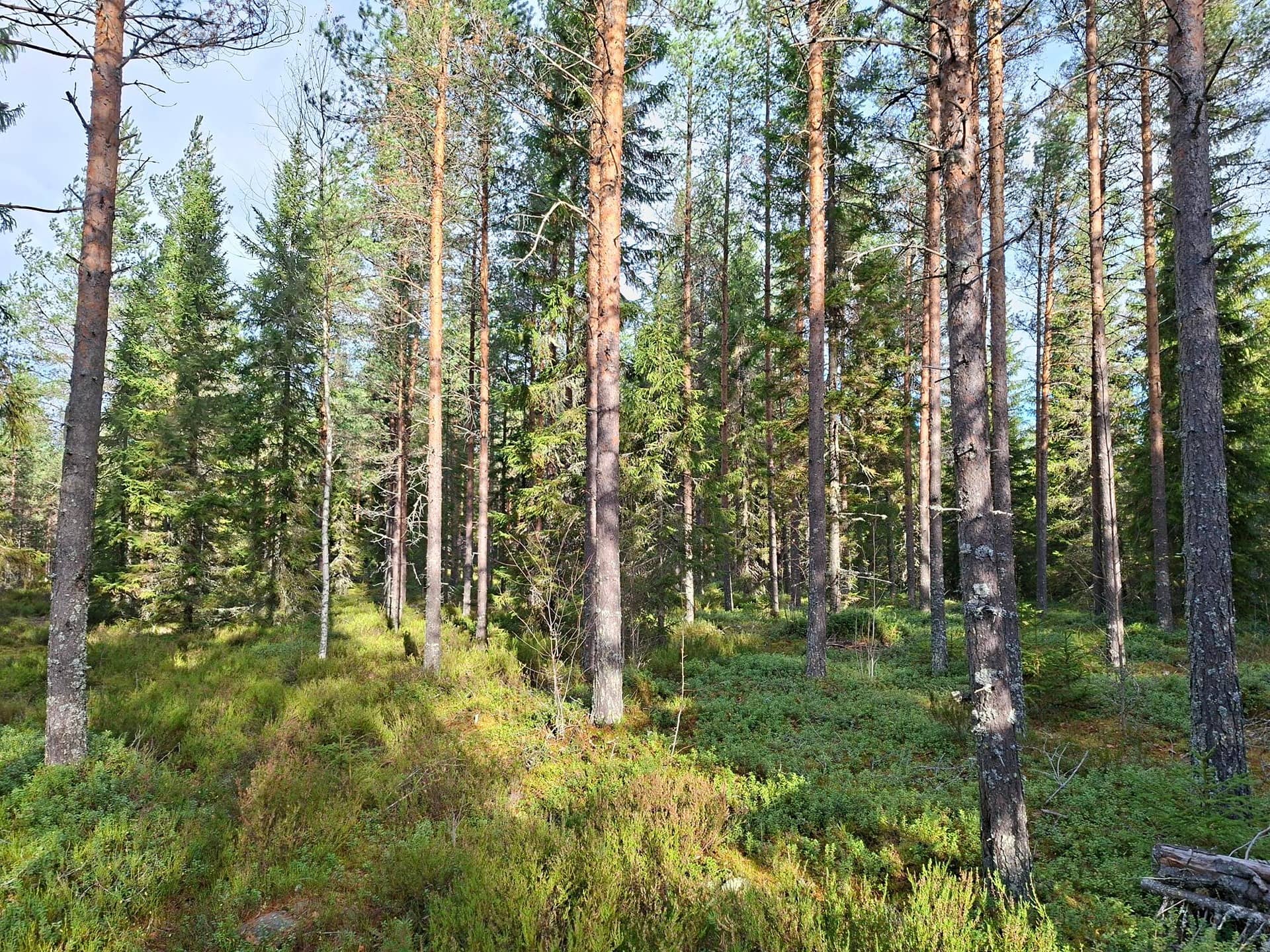 Metsätila Välikangas 2:2 1