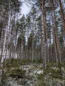 Riutta 777-407-24-6 1