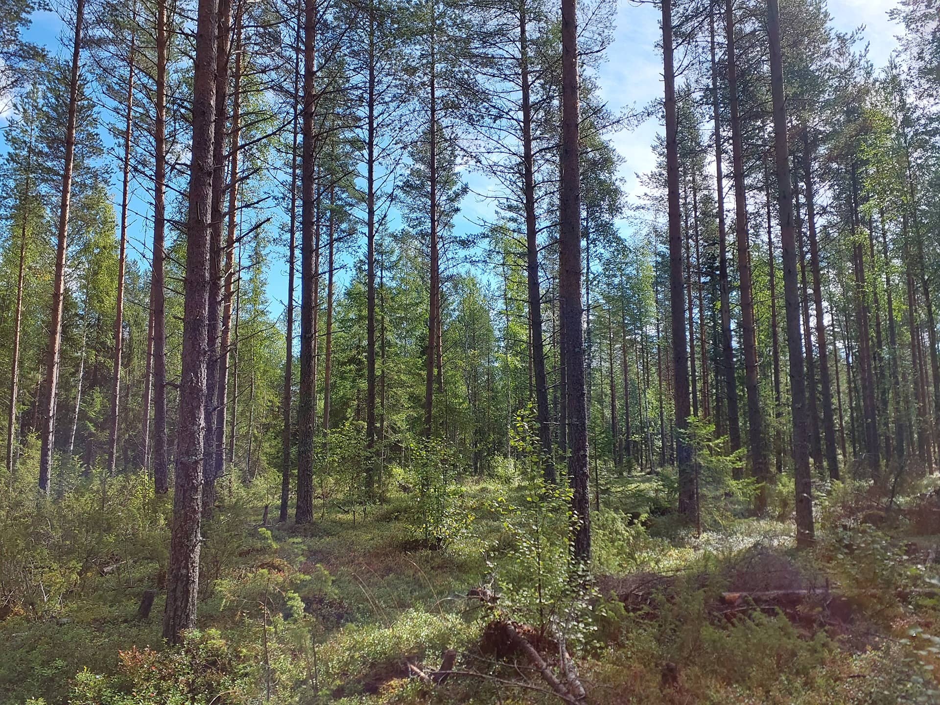 LIMINPURO 785-401-11-21 metsäkiinteistö 26 ha Vaalassa Liminpurolla n. 24 km Vaalan kk:ltä 1