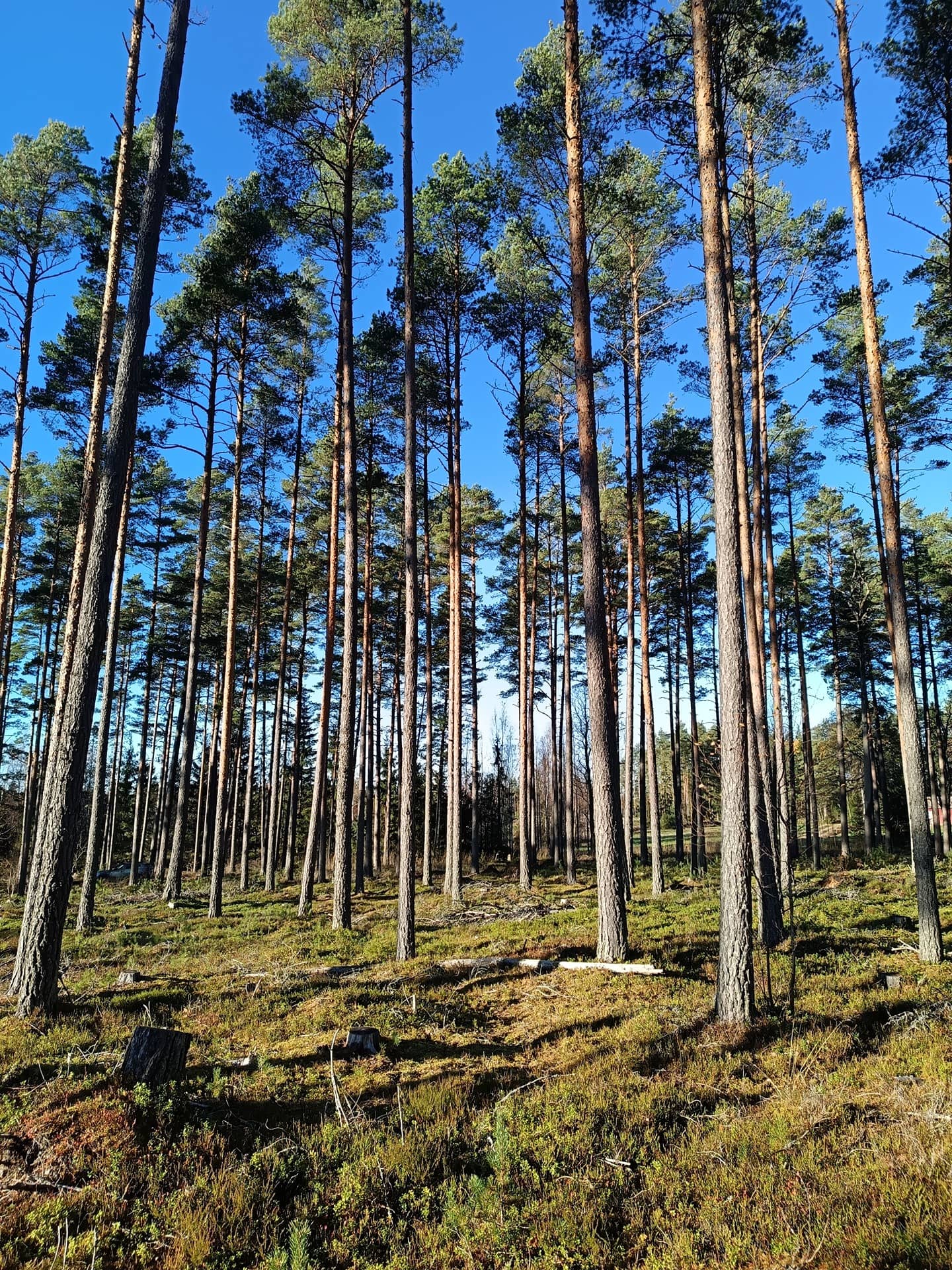 Metsämääräala Einola 1