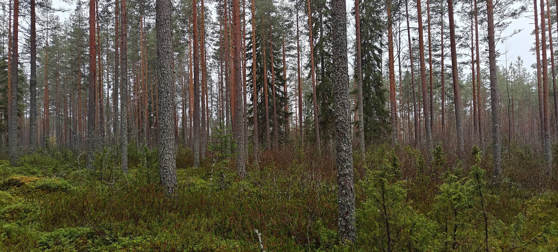 Soini, JUKKALA 759-401-2-30 1