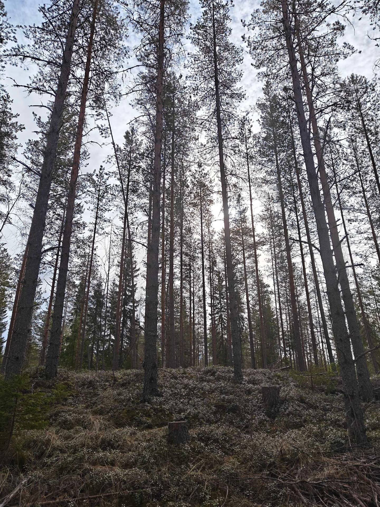 Äijälä 139-407-1-44, Ämmälä 139-407-1-27 ja Huttula 139-407-211-2 1