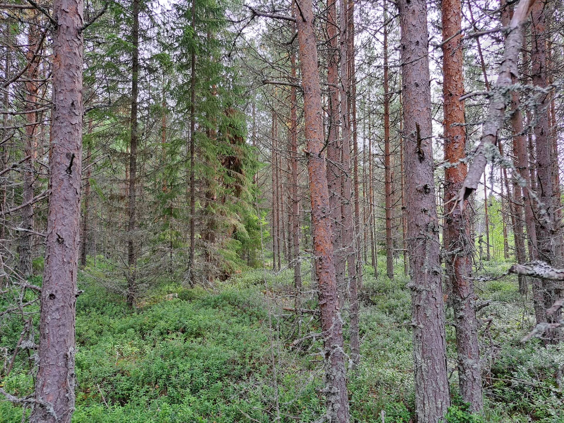 Oskula 72-401-74-2 1