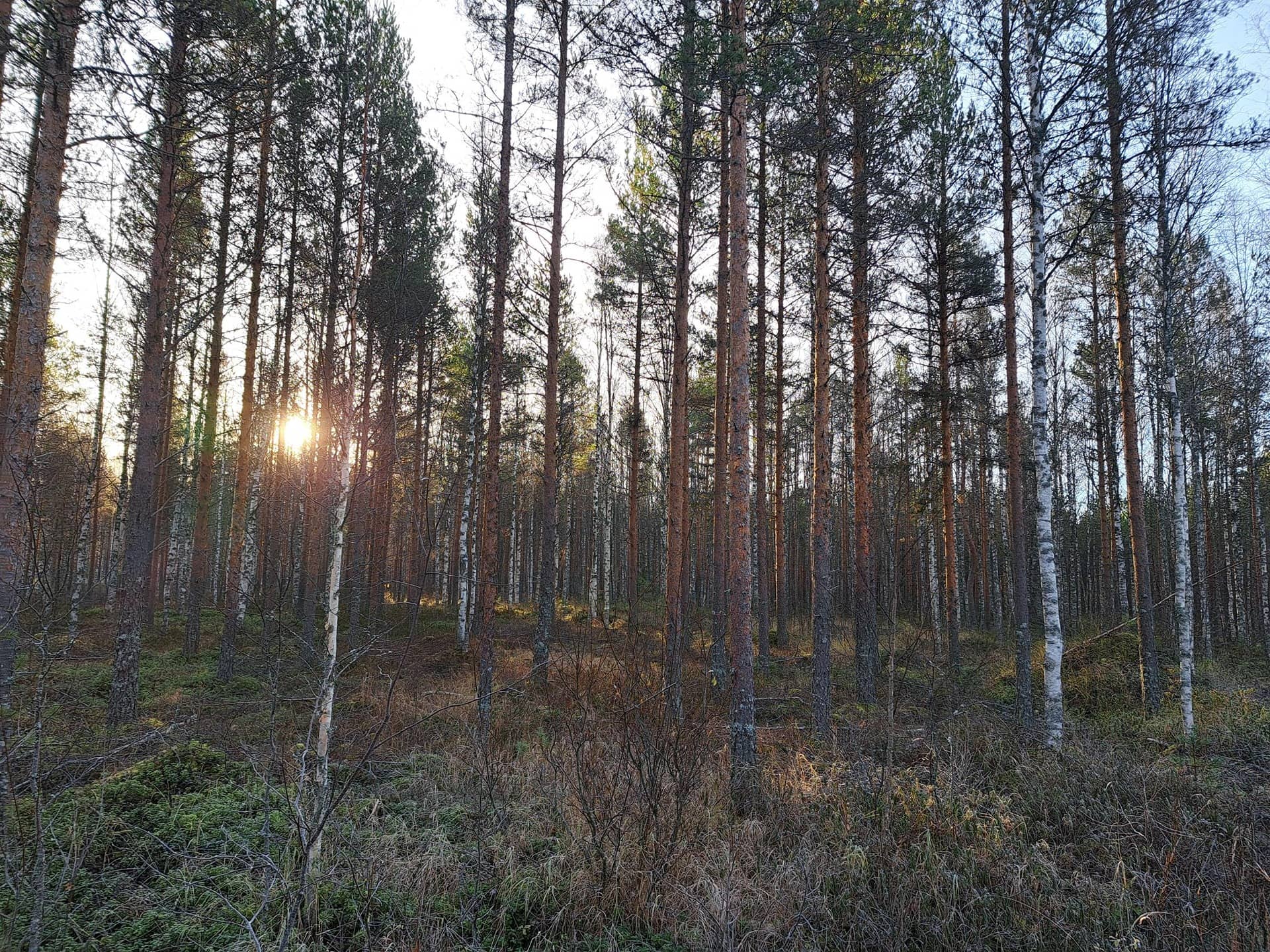 Lisäkallio 791-433-18-279 1