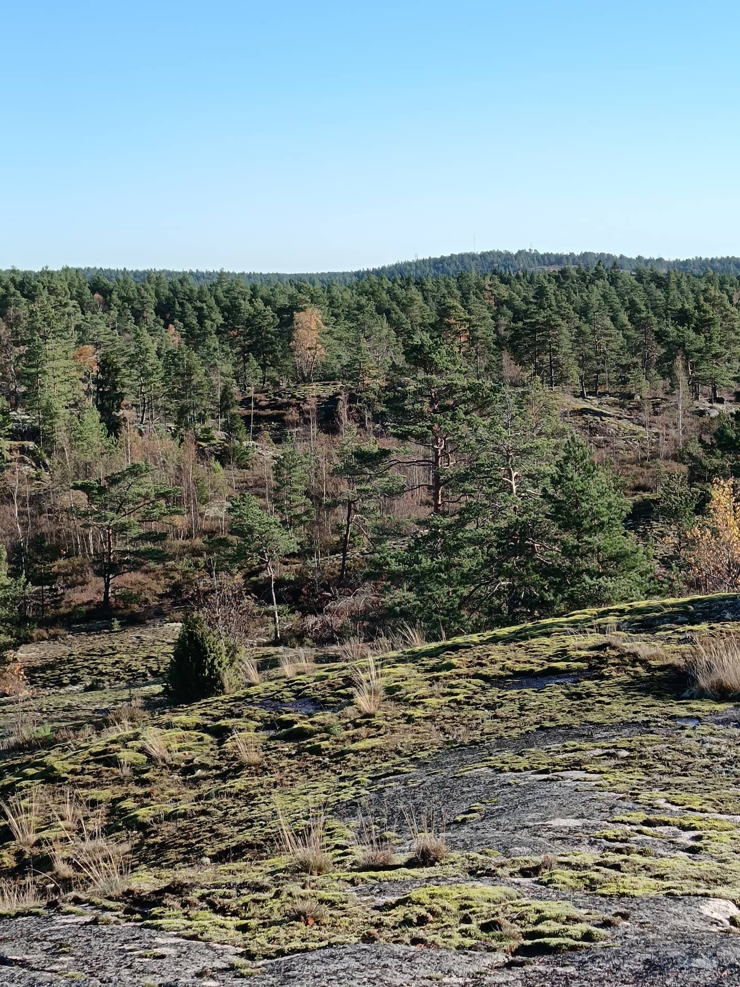 Vihervuori I 8:2 ja määräala Vihervuori 2:14 1