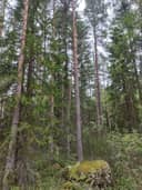 Ilmajoki Katila 145-421-3-284 (määräala) 1