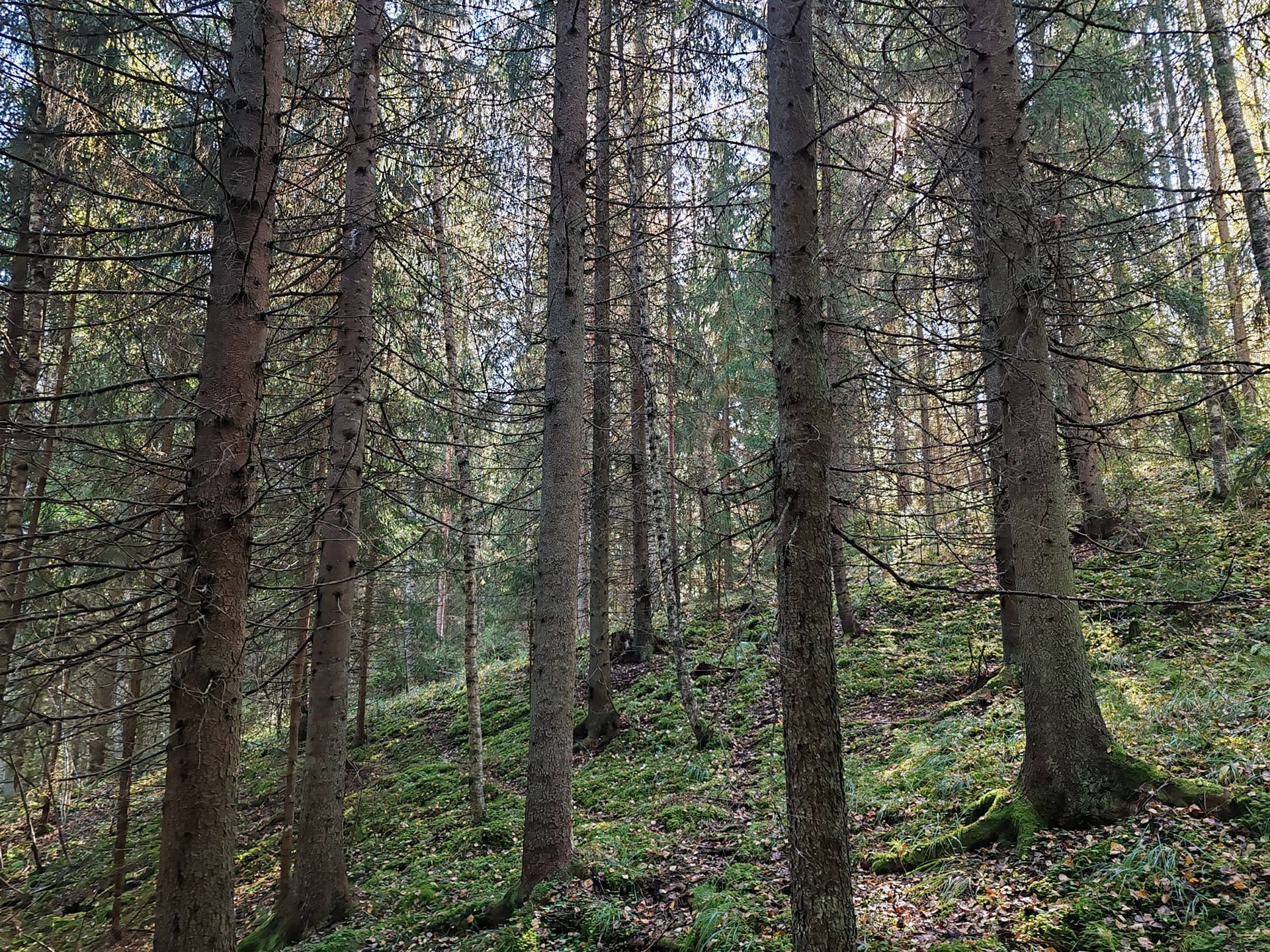 Metsämääräala n. 4,27 ha tilasta Karpinoja 1:136, Salo, Kärkelä 1