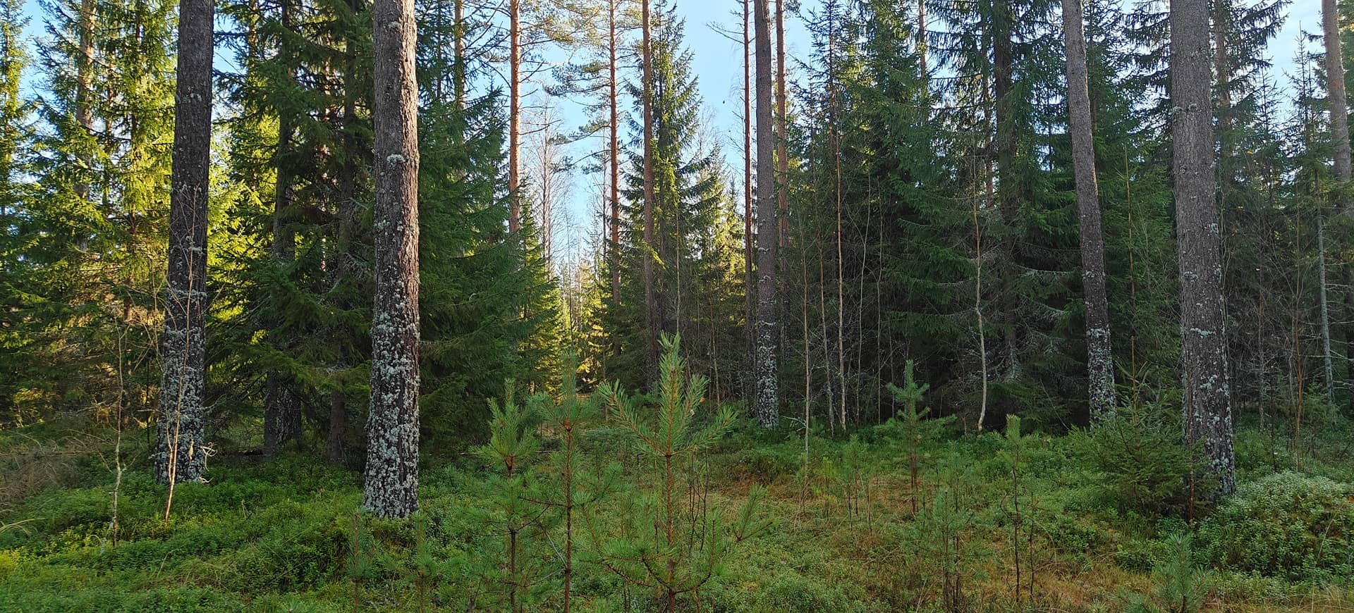 Ähtäri, Metsätalo 989-403-10-34 1