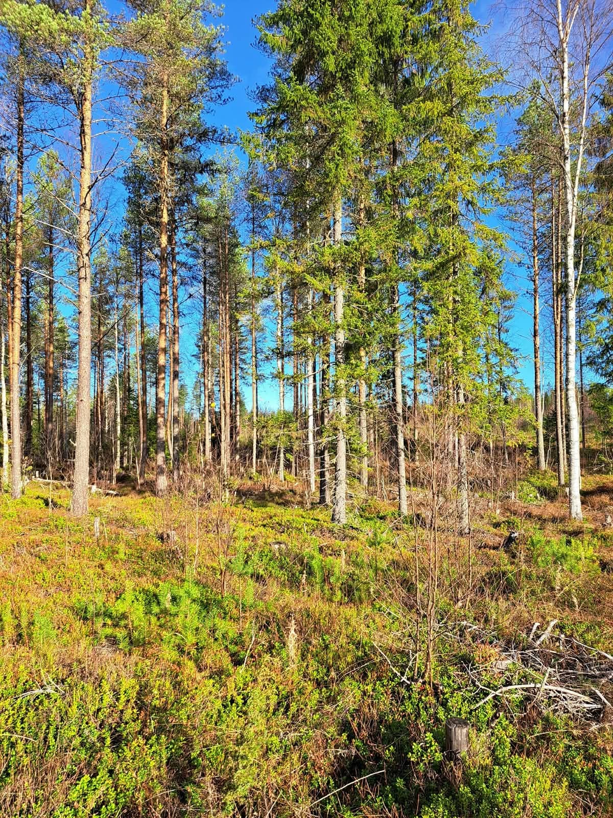 Palomaa 564-420-6-121 Ylikiimingissä 1
