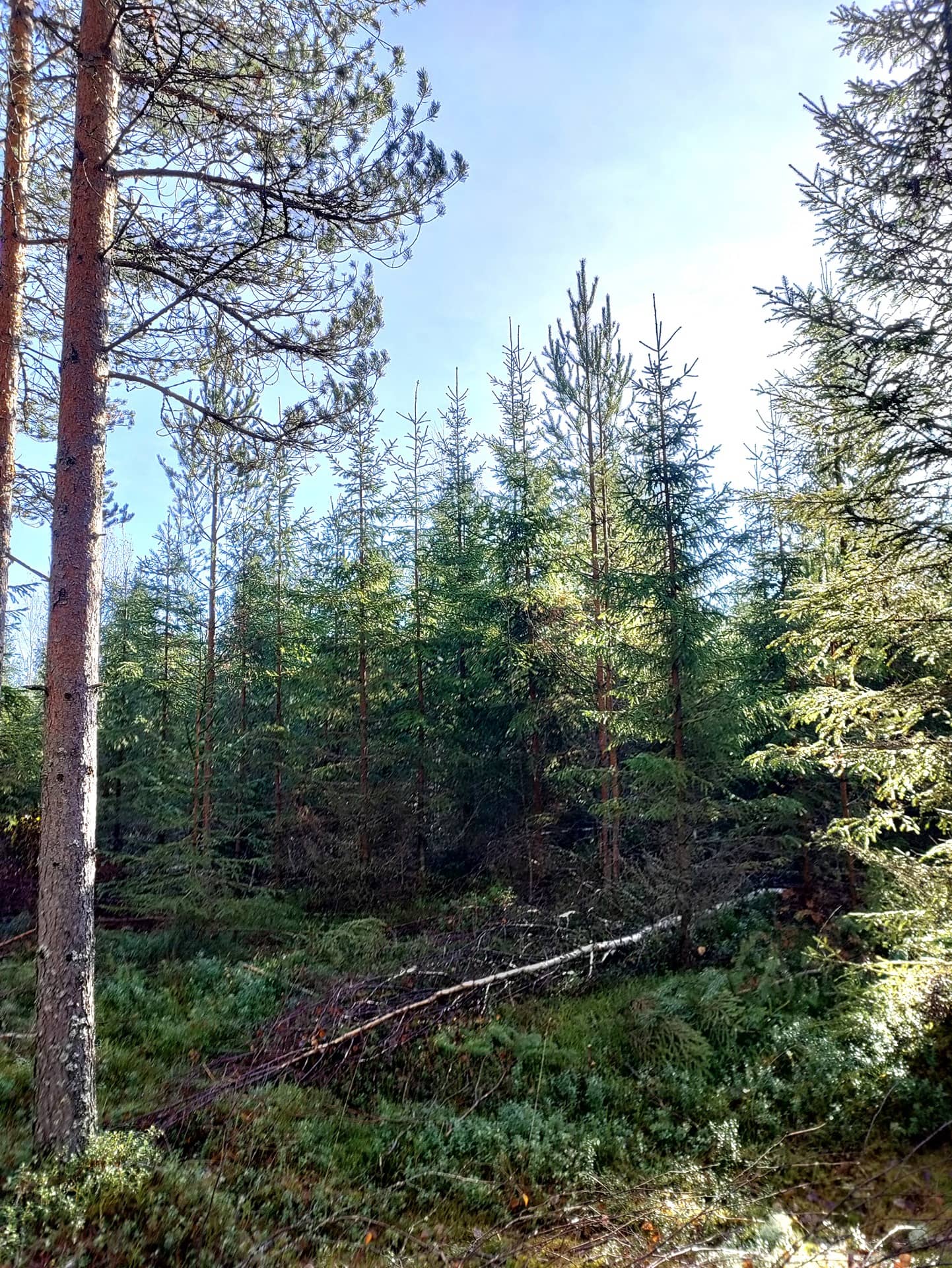 Kytöperä 239-402-1-61 1