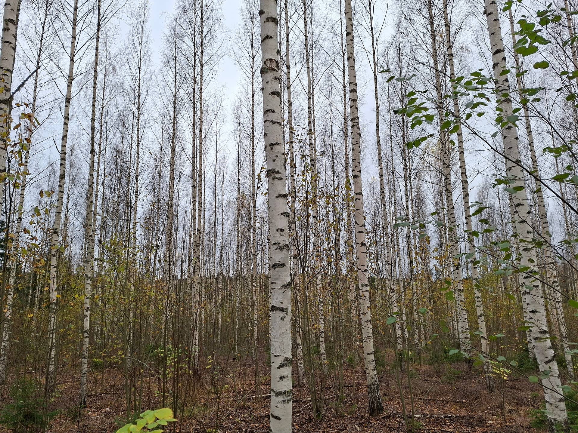 Kaukometsä 416-417-2-14, määräala 1
