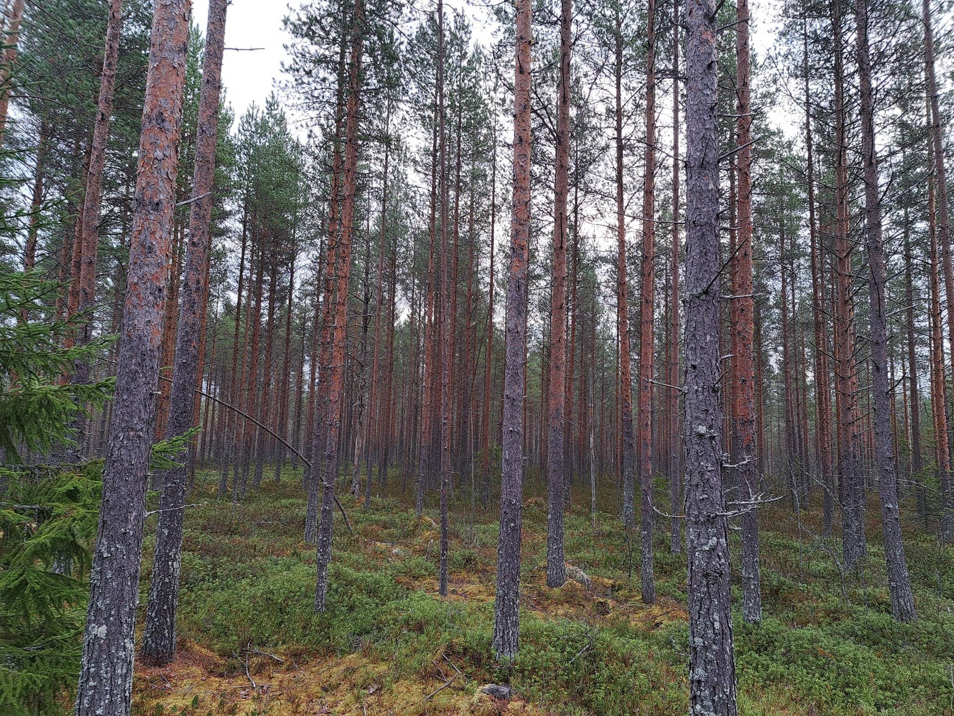 Kärkkäälä 791-402-7-12 1