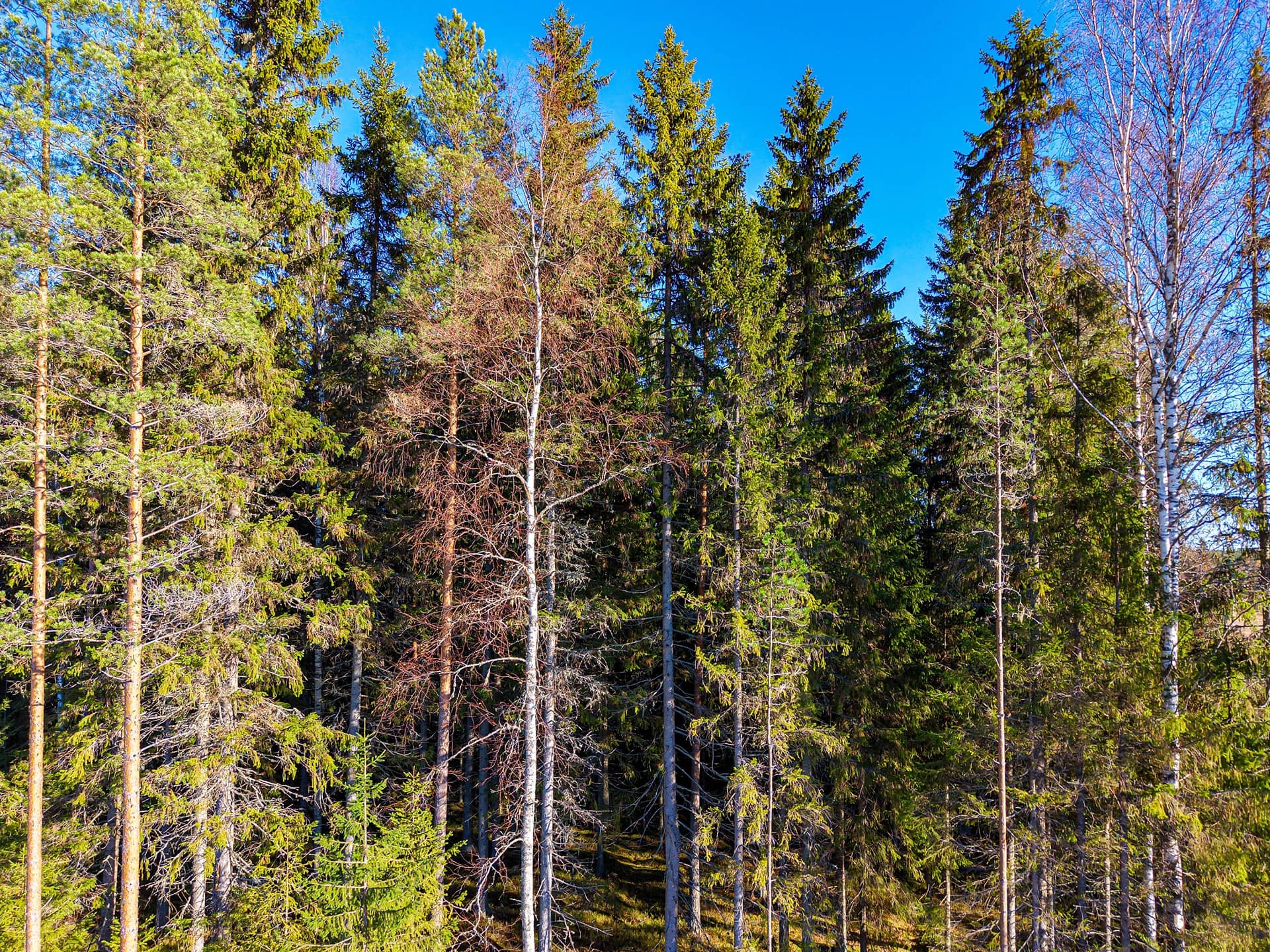 Seinäjoki, Ylistaro, Kivistö 743-439-1-110, määräala 1