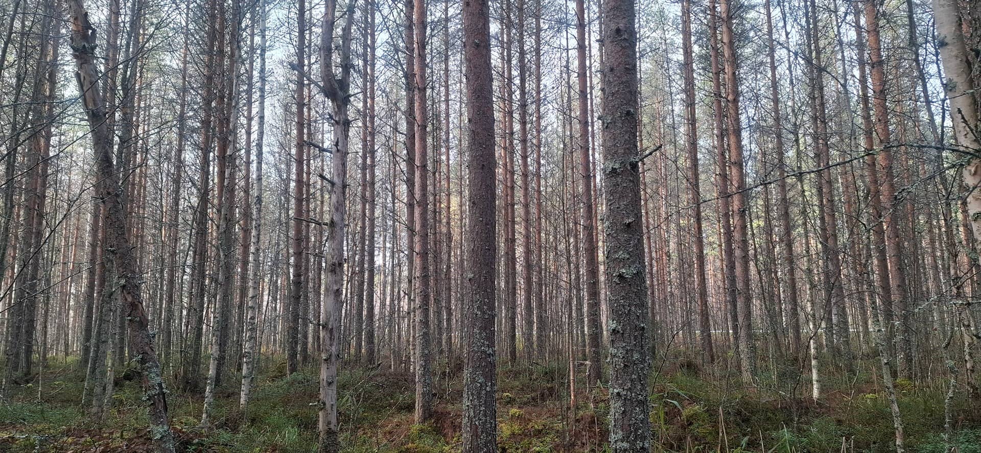607-402-33-2 VÄLISÄRKKÄ, Välisärkkä 1
