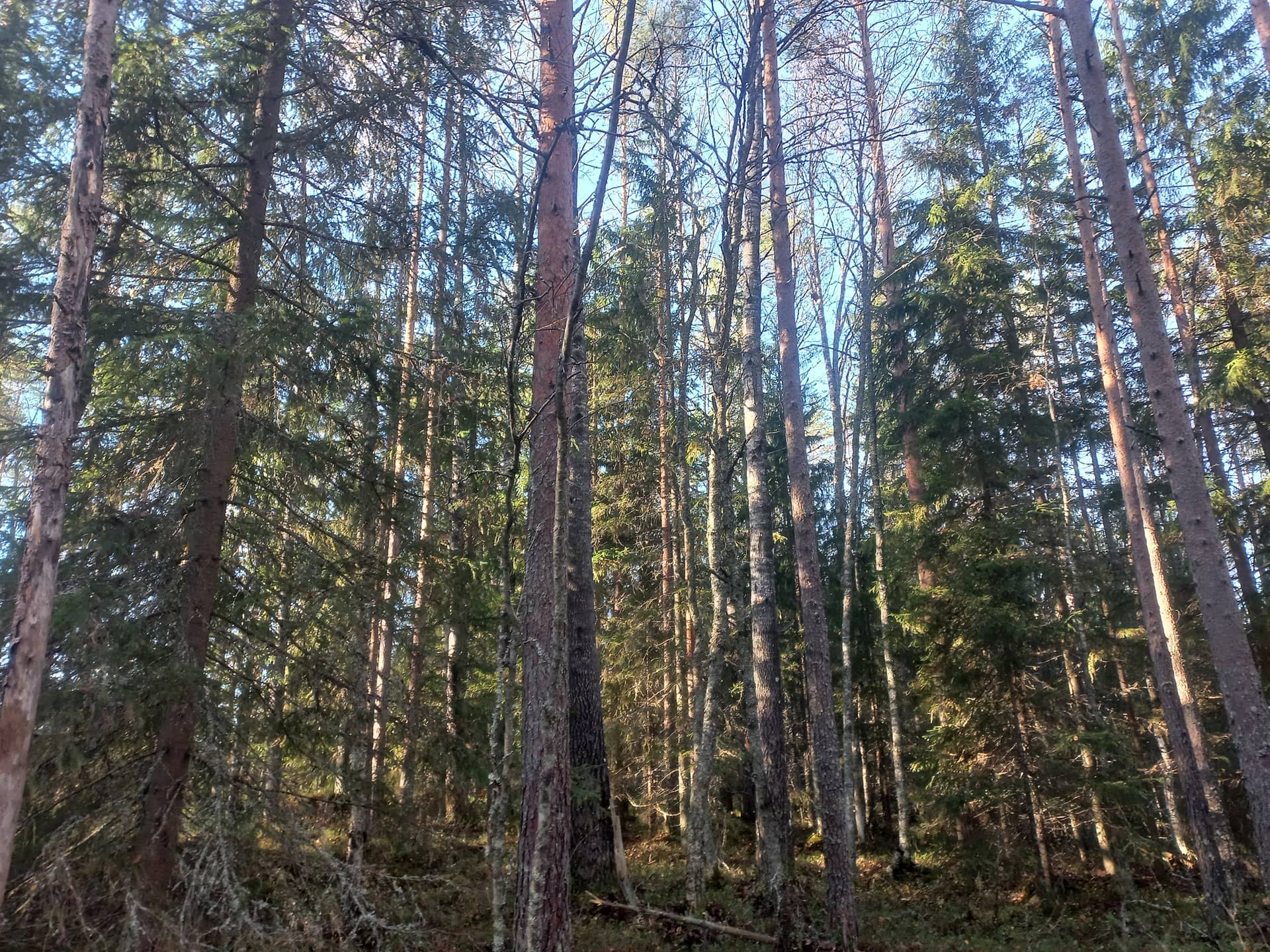 Ilmajoki Kamppi 145-411-15-37 1