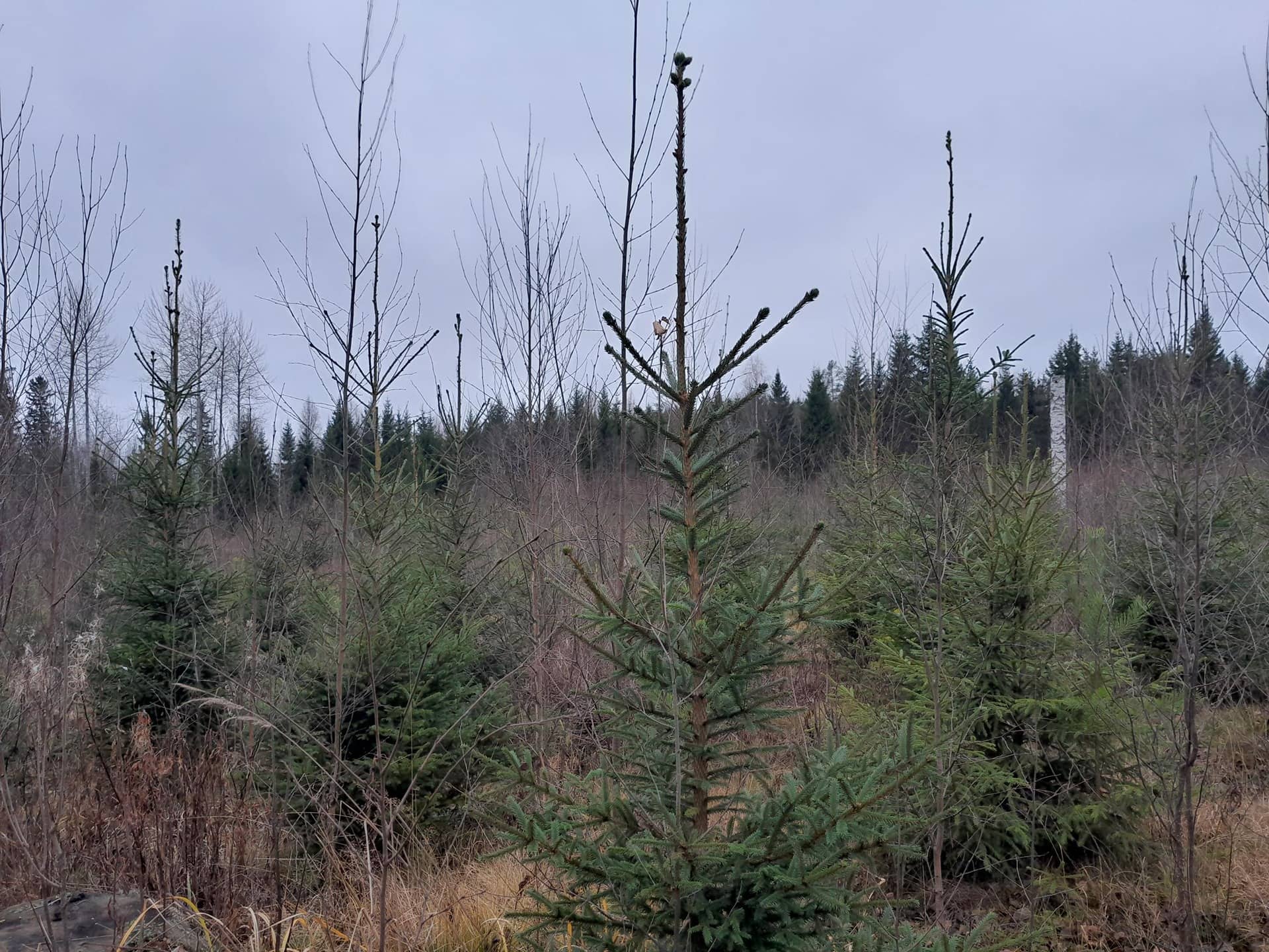 Jokiniemi I 729-402-15-4 1