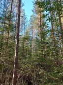 Jalasjärvi Koivikko 164-411-5-129 ja Lepikko 164-411-5-127 1