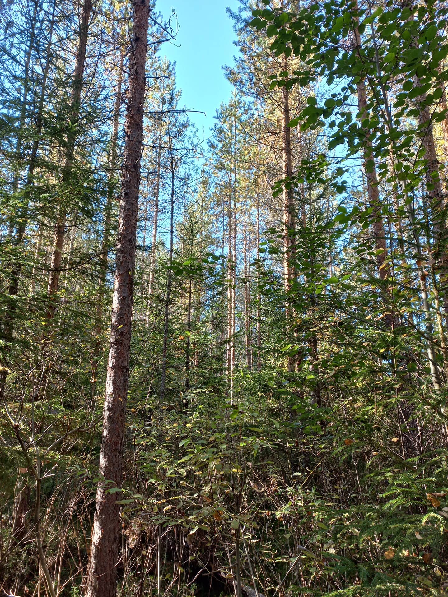 Jalasjärvi Koivikko 164-411-5-129 ja Lepikko 164-411-5-127 1