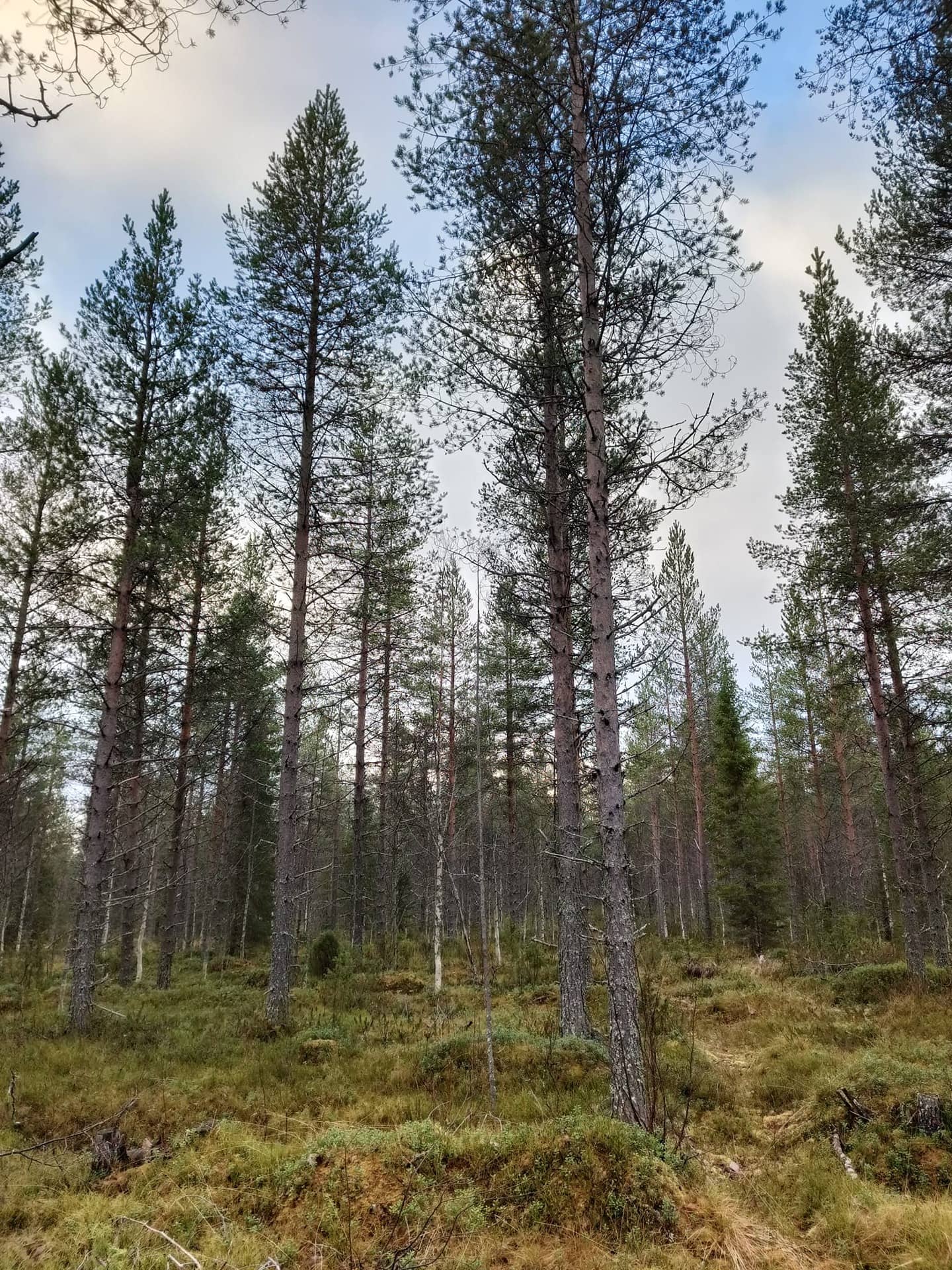 Mäntyrinne 305-403-5-29 1