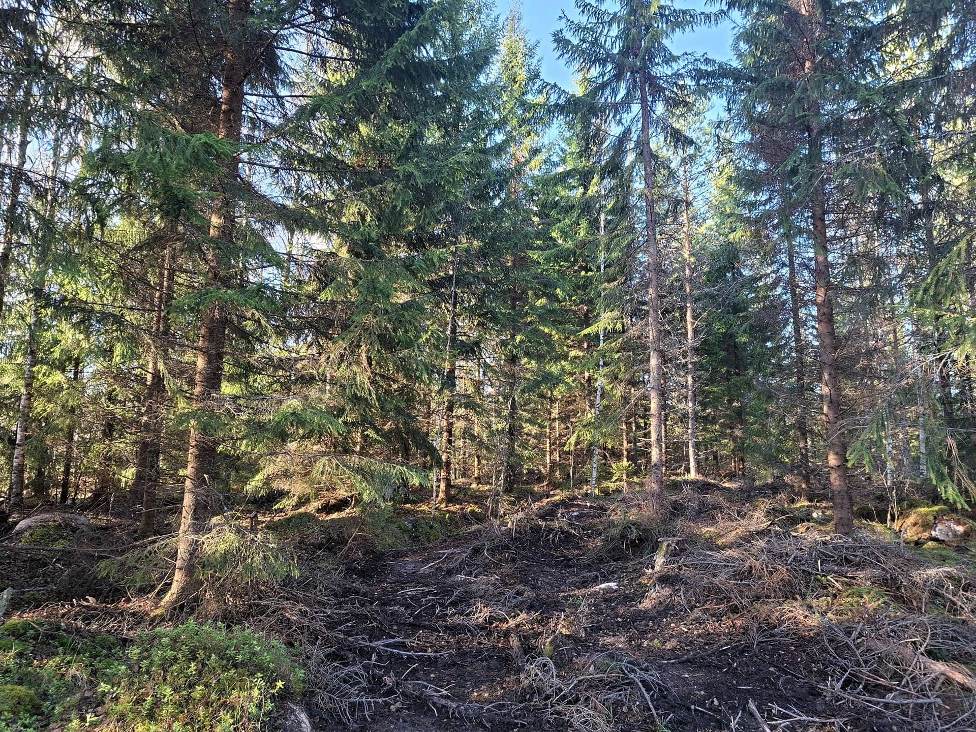 Metsätila Vähätalo 8:37 1