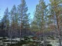 ALAMETSÄ 785-409-10-40 metsäkiinteistö n. 15,8 ha Vaalassa Neittävällä n. 16 km Vaalan kk:ltä 1