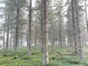 Hautalanmetsä 491-451-5-49, Hautala 491-451-45-18 1